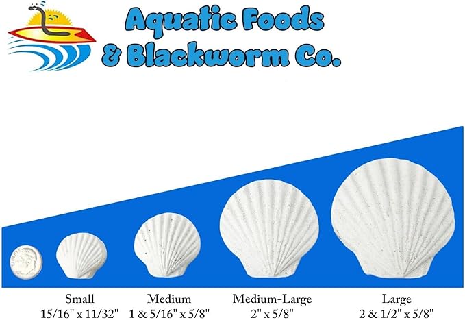 Calcium Feeder Small & Medium Shells. Extra Thick Shells for Shrimp, Snails, Crabs, Crayfish, Hermit Crabs and All Tropical Fish…150 Count Jar