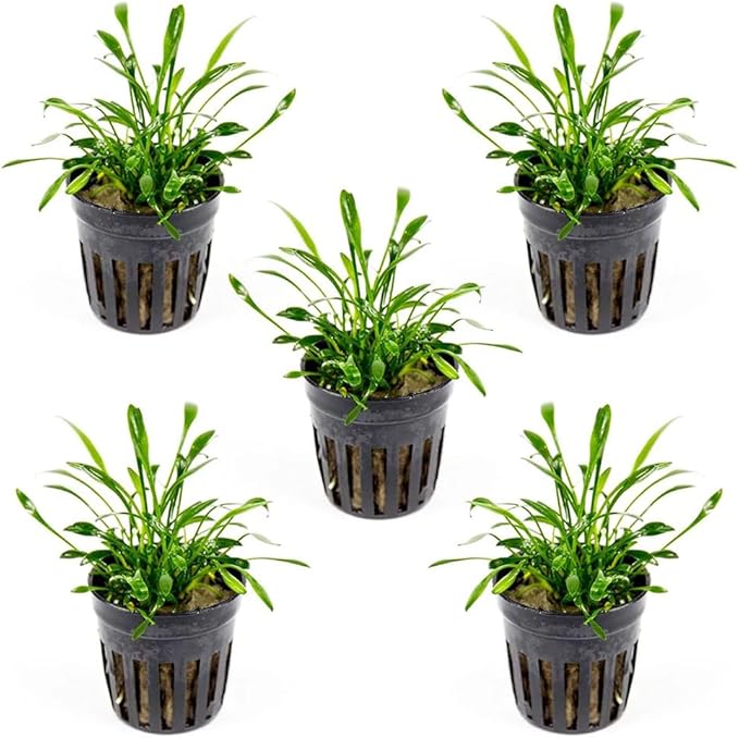 SubstrateSource Cryptocoryne Live Aquarium Plants - Freshwater Plant for Aquariums, Planted Fish Tanks - Beginner Friendly (Parva, 5 Pots (20-25 Plants))