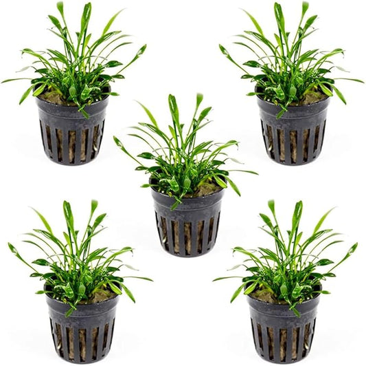 SubstrateSource Cryptocoryne Live Aquarium Plants - Freshwater Plant for Aquariums, Planted Fish Tanks - Beginner Friendly (Parva, 5 Pots (20-25 Plants))