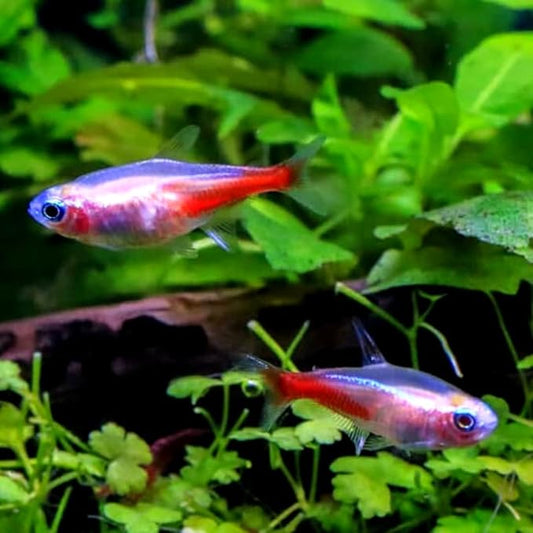 Albino Neon Tetra (Pack of 10 Fish) - Aquarium Exotic Freshwater Live Fish