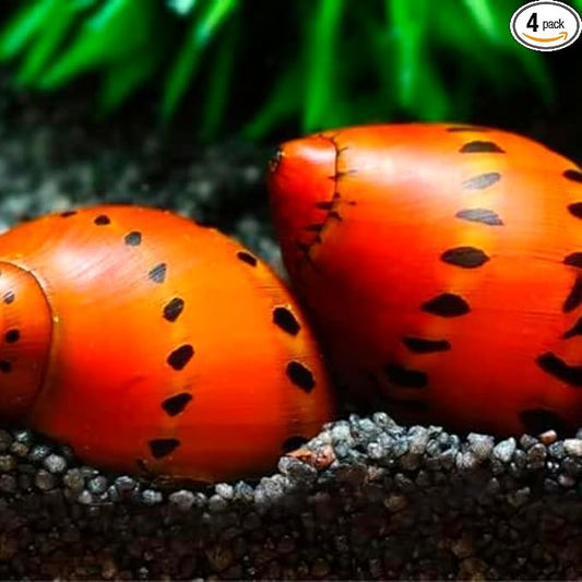 Tiger Nerite Live Mystery Snails for Freshwater Aquarium (4 Pack) - Live Beautiful Freshwater Aquarium Snail