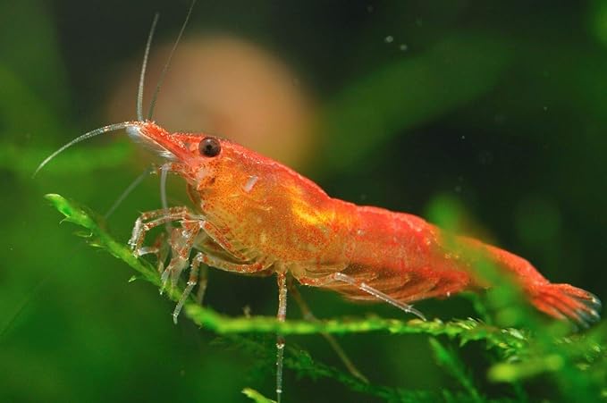 Aquatic Freshwater Snail Food Mix #2 with Calcium Snail,Shrimp & Crayfish Food (32oz - 2 LBS.)- A2