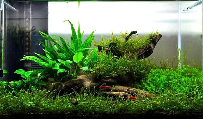 Swimming Creatures™ Live Aquarium Plants (Java Fern (1 Bunch))