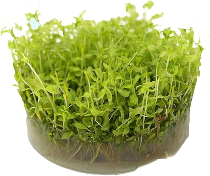 Dwarf Baby Tears Portion (Micranthemum Umbrosom)