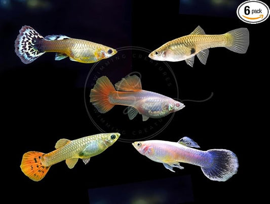 Swimming Creatures™ 6 Female Guppy Live Tropical Freshwater Aquarium Fish