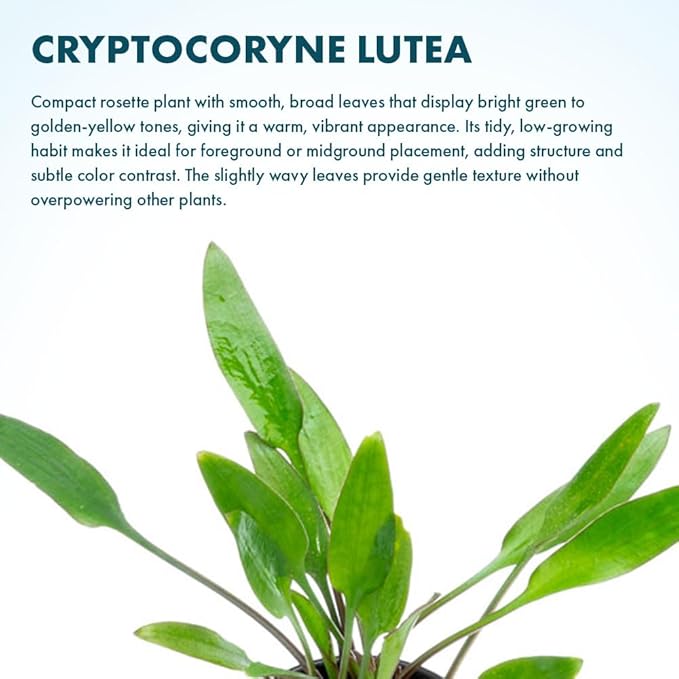 SubstrateSource Cryptocoryne Live Aquarium Plants - Freshwater Plant for Aquariums, Planted Fish Tanks - Beginner Friendly (Lutea, 3 Pots (15-20 Plants))