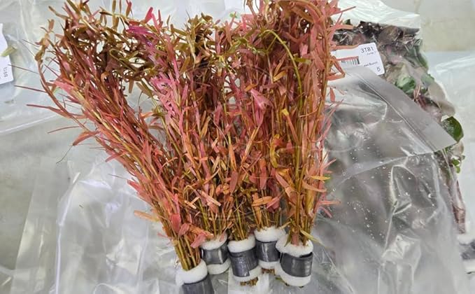Swimming Creatures™ Live Aquarium Plants (10 Species Bundle)