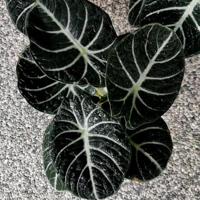 Pack 2 Black Velvet Alocasia Live Plant for Planting, Indoor Houseplant Alocasia Plant Live, 5 to 7 Inc Tall, Bare Root, Alocasia Colocasia Taro Plant for Ornamental Plants