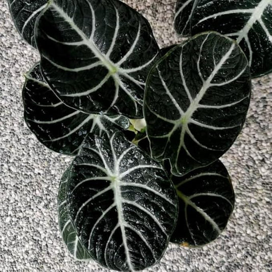 Pack 2 Black Velvet Alocasia Live Plant for Planting, Indoor Houseplant Alocasia Plant Live, 5 to 7 Inc Tall, Bare Root, Alocasia Colocasia Taro Plant for Ornamental Plants