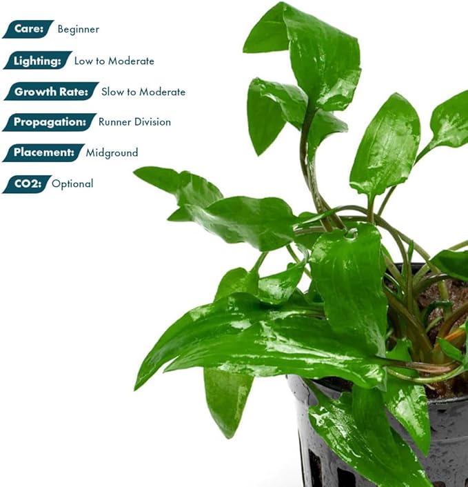SubstrateSource Cryptocoryne Live Aquarium Plants - Freshwater Plant for Aquariums, Planted Fish Tanks - Beginner Friendly (Wendtii Green, 5 Pots (20-25 Plants))