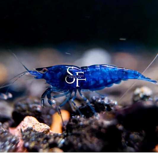 SF Aquatic™ 20 Blue Dream Shrimps High Grade Neocaridina Live Freshwater Aquarium Shrimps. Fully Mature Breeding Age. Live Arrival Guarantee.