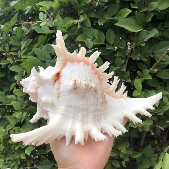 YZHZOM 5.5‘’ to 6.3‘’ Large Natural Conch Shell Fish Tank Hideout Fish Tank House Natural Conch sea Shells for Fish Tank,Air Plant,Home Decorations,DIY Crafts