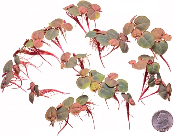 Live Red Root Floater Aquarium Plant (80+ Leaves) Floating Freshwater Plant for Shrimp Tank Betta Tank Low Light Aquariums