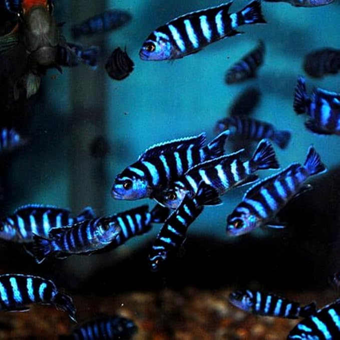 Demasoni Cichlid 3" - Live Fish for Aquarium Exotic Freshwater