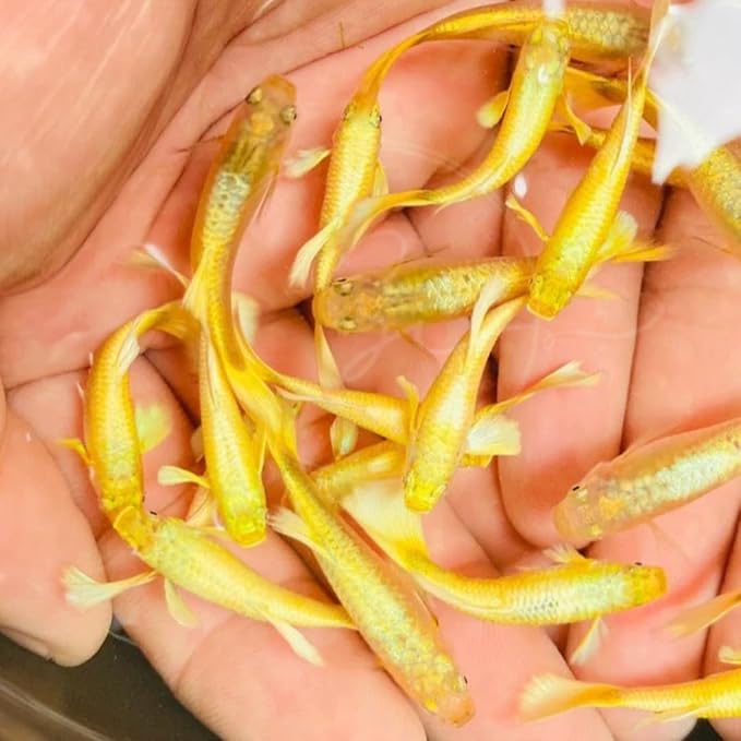 Swimming Creatures™ Tropical Live Guppy/Platy Livebearers Freshwater Aquarium Fish (4 Male 24K Gold Guppy)