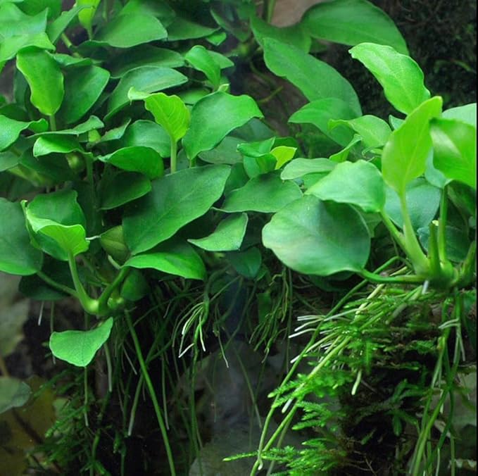 3 Aquatic Plants Bundle | Live Plants for Freshwater Aquariums (3 X Anubias VAR Nana Plants)
