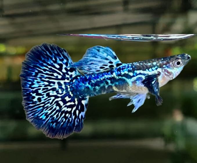 D&A Tropical Live Fish - Blue/Green Dragon Indo Mosaic Guppy, Male & Female Live Fish for Aquarium, Freshwater (1 Male)