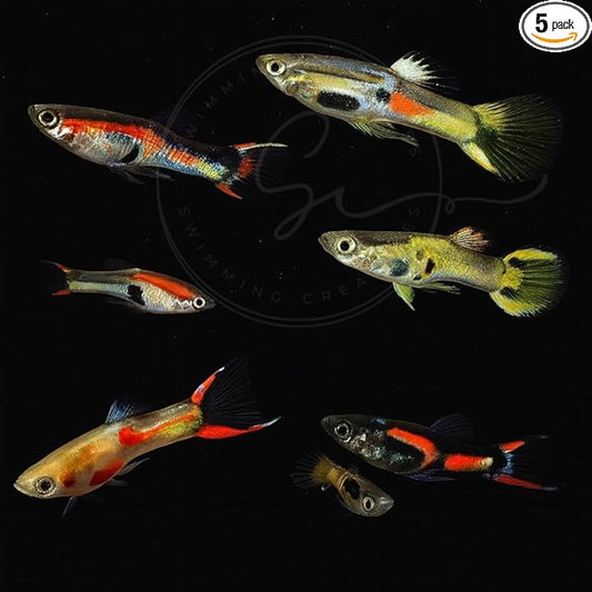 Swimming Creatures™ Tropical Live Guppy Freshwater Aquarium Fish (6 Assorted Color Endler)