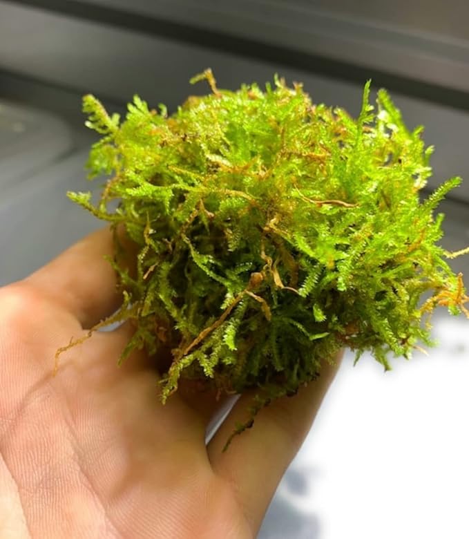 Marcus Fish Tanks - Christmas Moss Vesicularia Montagnei Easy Live Aquarium Plant Large Baseball Size Portion Buy 2 GET 1FREE