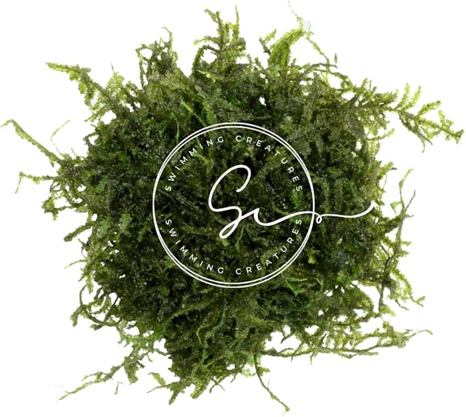 Swimming Creatures™ Live Aquarium Plants (Christmas Moss (25sq inch Portion))