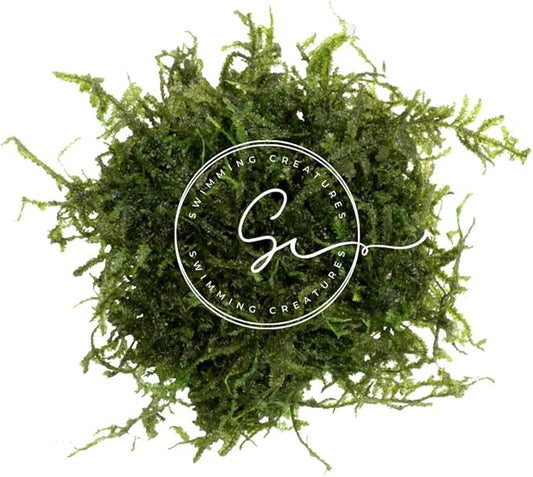 Swimming Creatures™ Live Aquarium Plants (Christmas Moss (25sq inch Portion))