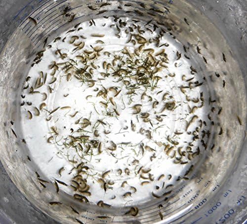 100 Amphipods and 16oz Tisbe Copepods Pods. Live Seahorse and Mandarin Fish Food Aquarium