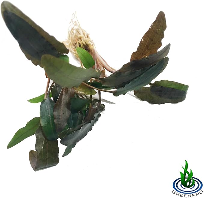 | The Aquarium Plants Package Decoration Micro Sword Anubias Amazon Sword Java Fern Moss Crypt Value Pack