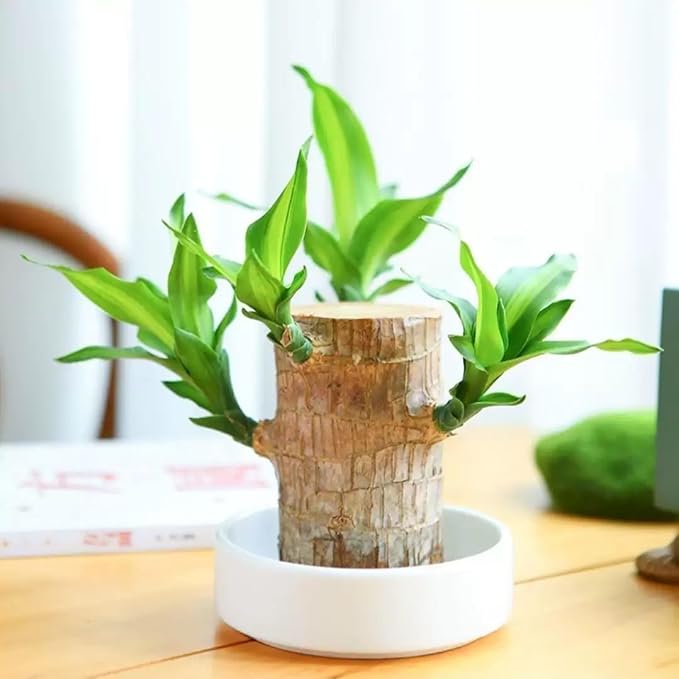 Brazilian Lucky Wood，Easy to Maintain and Purify the Air Brazilian Wood，Suitable for Living Rooms, Kitchens, Bedrooms, Desks, and Outdoor Gardens (AC)
