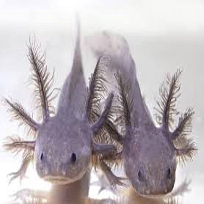 Axolotl Food, 3/16" Soft Moist Sinking Pellets, Rangen's Salmon Sinking Pellets for Medium Size Axolotl. Also Shrimp, Snails, Crabs, Crayfish, Plecos, Catfish, All Tropical Fish...3-lb Bag