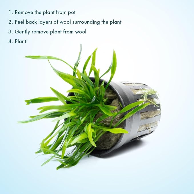 SubstrateSource Cryptocoryne Live Aquarium Plants - Freshwater Plant for Aquariums, Planted Fish Tanks - Beginner Friendly (Lucens, 1 Pot (3-5 Plants))