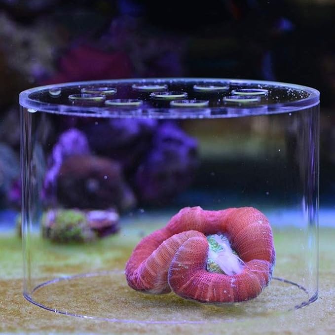 Coral Feeding Breeding Protection Cover, Acrylic Transparent Coral Feeder Cover Anti-Feeding Shrimp for Aquarium Fish Tank (80mm, 100mm, 120mm, 150mm) with Coral Feeding Tube(80mm)
