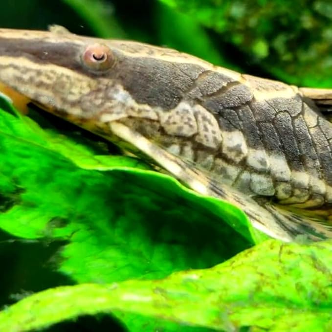 Royal Farlowella Catfish (Packs of 2 Fish) - Aquarium Exotic Freshwater Live Fish Live Aquarium Fish