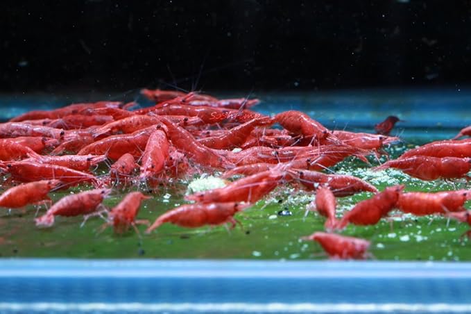 Live Freshwater Aquarium Shrimp - Neocaridina (Painted Fire Red, 10 Pack)