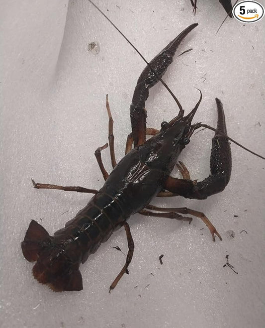 1 Live Breeding Pair of Pet Crayfish 1 Male, 1 Female Stocking Ponds or Large Aquarium - Size Will Vary depending on Availability. Can not Ship to Michigan, Minnesota, Ohio, Wisconsin and Alaska