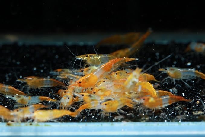 Live Freshwater Aquarium Shrimp - Neocaridina (Orange Rili, 10 Pack)
