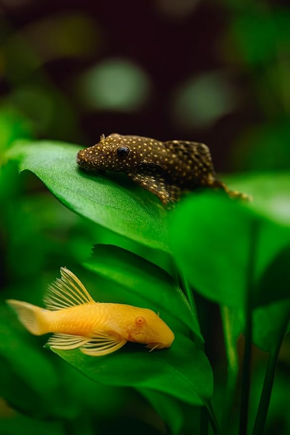 Swimming Creatures Pleco Live Freshwater Aquarium Fish (Size Approx 1-2") (1 Snowflake Pleco & 1 Albino Pleco Shortfin)