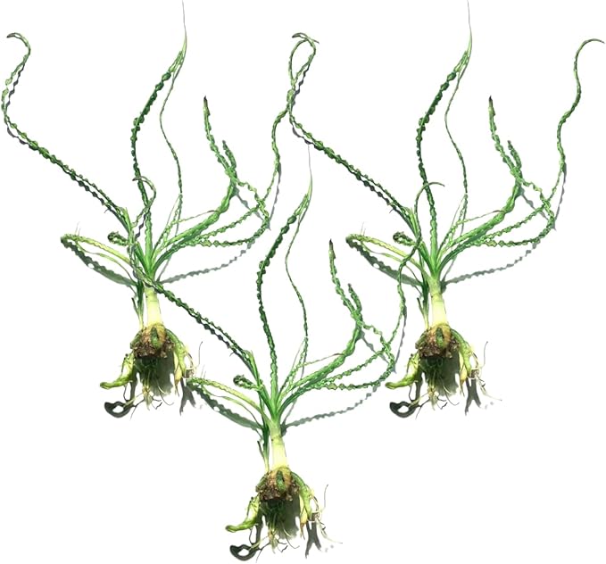 Live Aquarium Crinum Calamistratum Plants - Improve Water Quality - Promotes Aquatic Breeding - Fast Growth, Long Lasting & Easy to Care - 3 Crinum Calamistratum Plants, Green