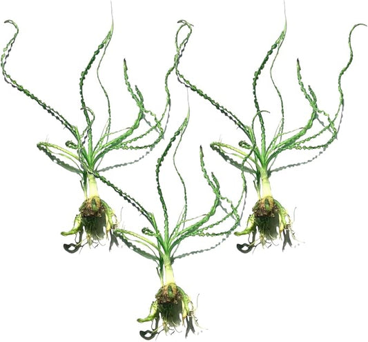 Live Aquarium Crinum Calamistratum Plants - Improve Water Quality - Promotes Aquatic Breeding - Fast Growth, Long Lasting & Easy to Care - 3 Crinum Calamistratum Plants, Green