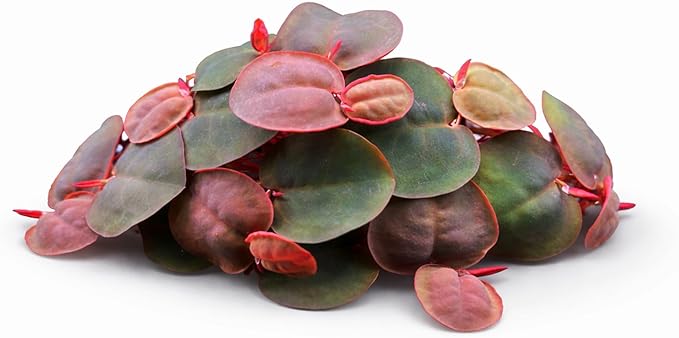Live Red Root Floater Aquarium Plant (80+ Leaves) Floating Freshwater Plant for Shrimp Tank Betta Tank Low Light Aquariums