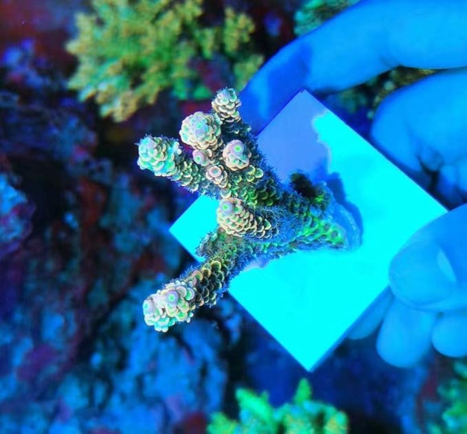 Aquarium Choice Big Size Ceramic Coralline Coral Frag Plugs Coral frag Plate Base