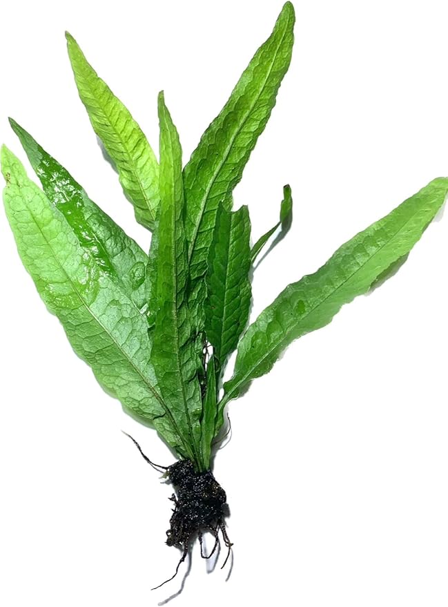 Marcus Fish Tanks Java Fern Microsorum Pteropus Easy Low Light Live Aquarium Plant - Buy 2 Get 1