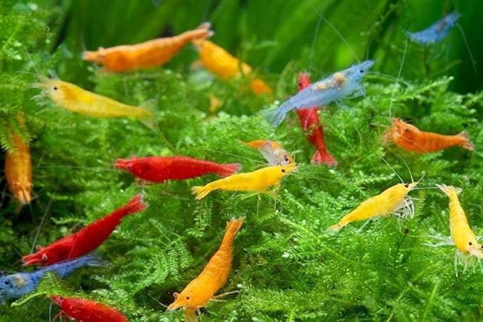 SF Aquatic™ 20 Premium Mix Color Neocaridna Live Freshwater Aquarium Shrimps for Aquarium. Adults Beeding Age. Live Arrival Guarantee.