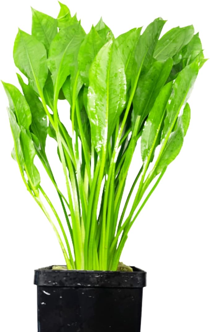 Amazon Sword Echinodorus Bleheri XXL Mother Pot Live Aquarium Plant Decorations