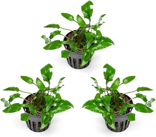 SubstrateSource Cryptocoryne Live Aquarium Plants - Freshwater Plant for Aquariums, Planted Fish Tanks - Beginner Friendly (Wendtii Green, 3 Pots (15-20 Plants))