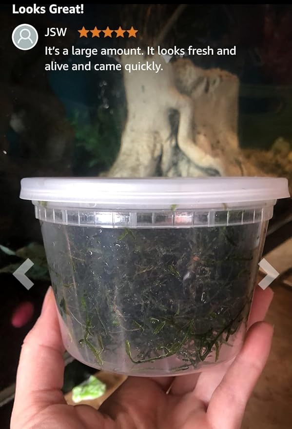 Swimming Creatures™ Live Aquarium Plants (Java Moss (25sq inch Portion))