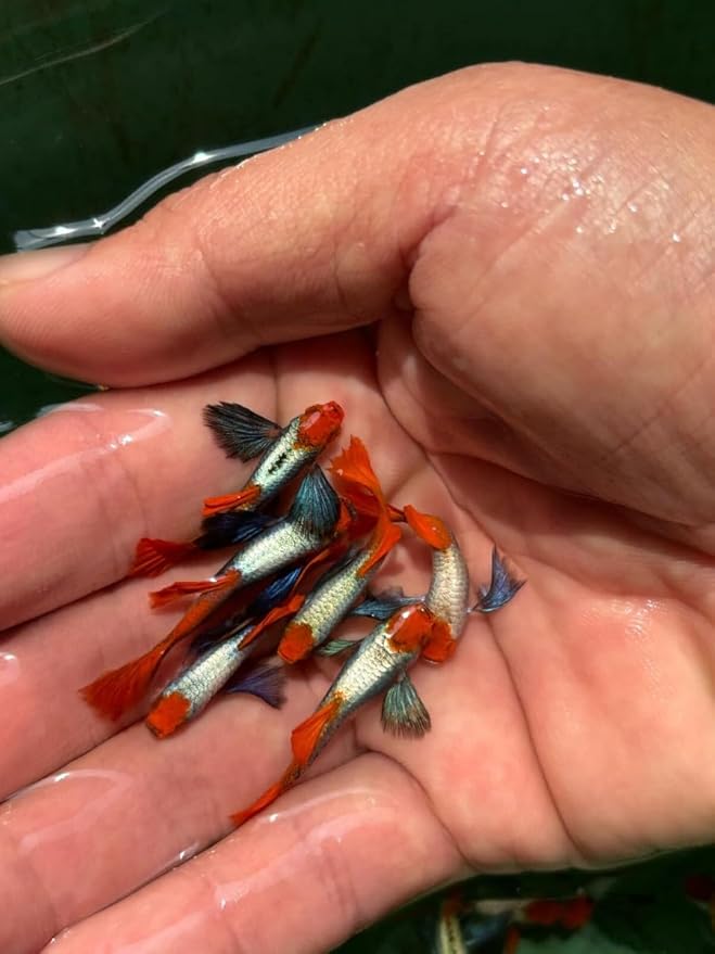 Platinum Red Tail Big Ear Koi Guppy Live Aquarium Fish (10+ Count) Tropical Freshwater Guppies for Community and Planted Tanks