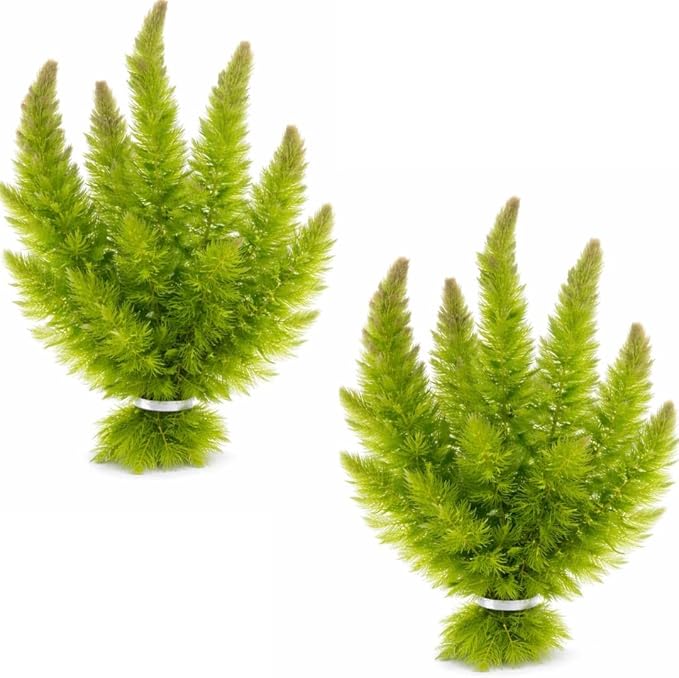 Swimming Creatures™ Live Aquarium Plants (2 Large Bunch Hornwort)