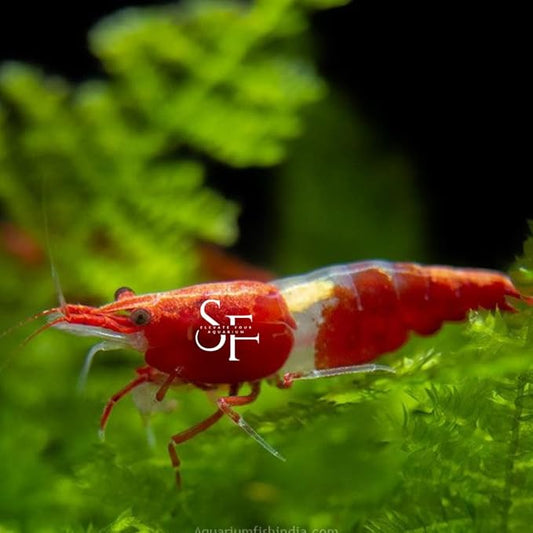 SF Aquatic™ 20 RED Rili Shrimps High Grade Neocaridina Live Freshwater Aquarium Shrimps. Fully Mature Breeding Age. Live Arrival Guarantee.