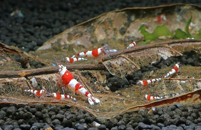 Awesome Aquatic Betta Shrimp Leaves 50 4"-6" Premium Catappa Indian Almond Leaves Aquarium Fish Shrimp Betta Tanks Blackwater Habitat Health Color Natural Habitat Tannin Improves Immunity