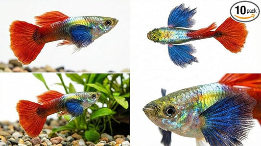 10+ Dambo Red Rose Live Fish - Premium High-Color Strain, Active & Hardy Tropical Aquarium Fish, Vibrant Gold Body